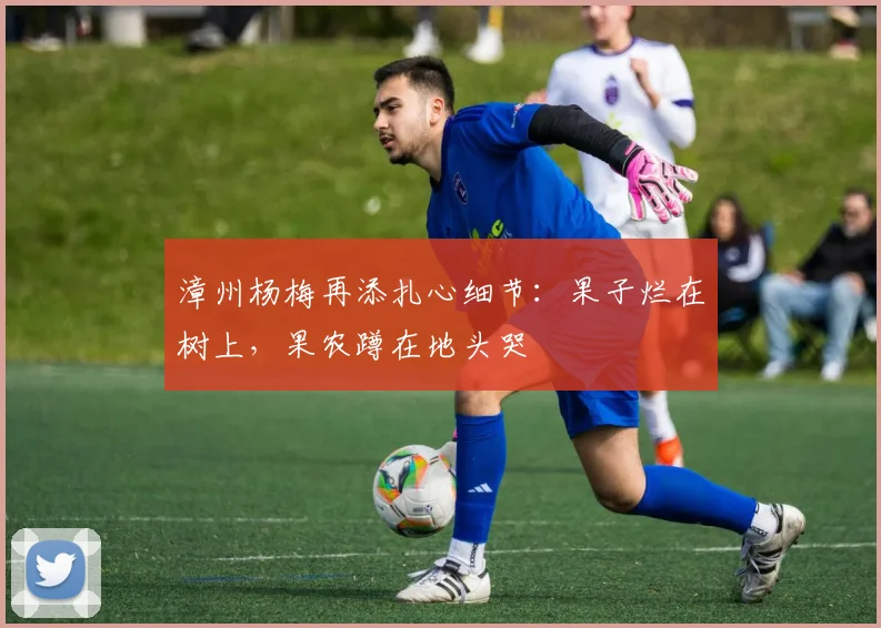 漳州杨梅再添扎心细节：果子烂在树上，果农蹲在地头哭